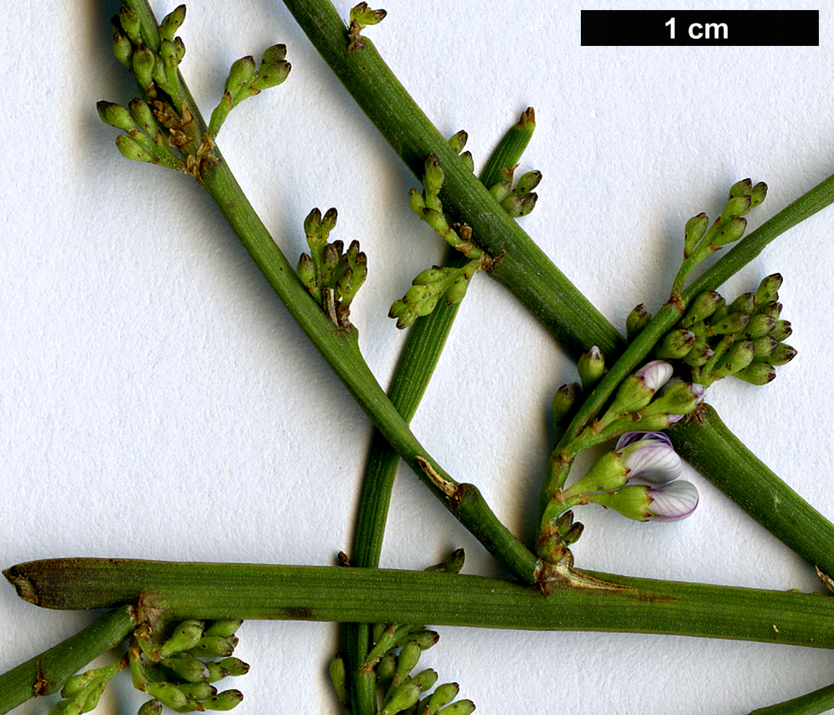 High resolution image: Family: Fabaceae - Genus: Carmichaelia - Taxon: egmontiana